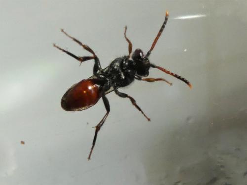 Nomada fabriciana